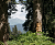 The 100 Fir Trail